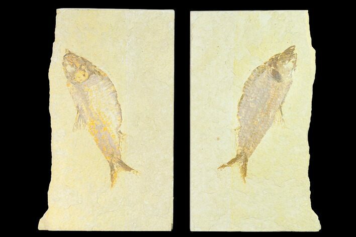 Fossil Fish (Knightia Alta) With Pos/Neg - Wyoming #144208